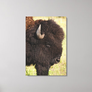 Toile Les Etats-Unis, le Dakota du Sud, bison américain