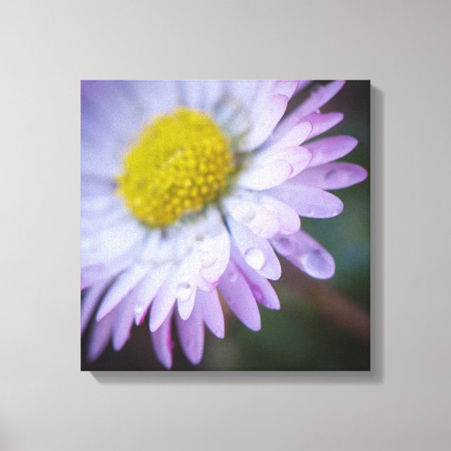 Toile Les gouttes de pluie sur une marguerite (Recto)