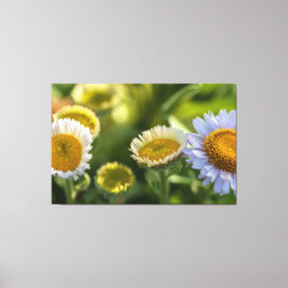 Toile Les marais côtiers