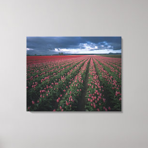 Toile Les tulipes roses et rouges brillent sous l'obscur