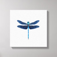 Libellule bleue - Ento amateur d'insectes faune