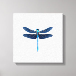 Toile Libellule bleue - Ento amateur d'insectes faune