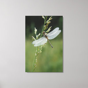 Toile Libellule Darner couverte de rosée