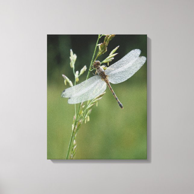 Toile Libellule Darner couverte de rosée (Recto)