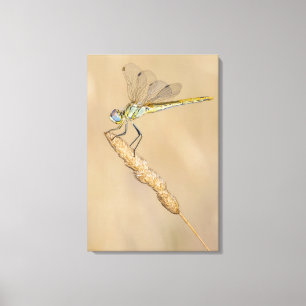 Toile Libellule Skimmer Insecte Femelle (CC BY 4.0)