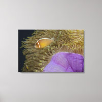 Life sous-marine; POISSON : Poisson clown (rose