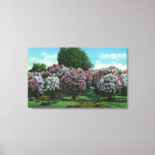 Toile Lilas de Highland Park en fleur