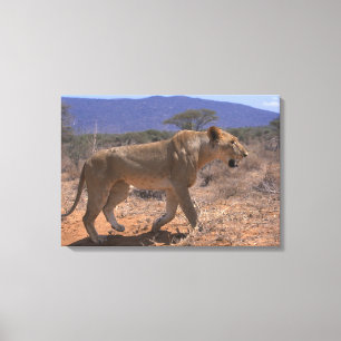 Toile Lion 3