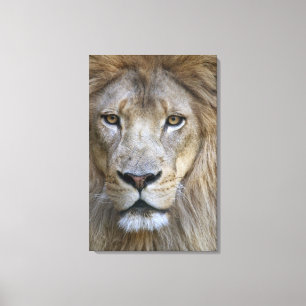 Toile Lion adulte mâle au zoo de Sacramento, CA