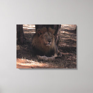 Toile LION AFRICAIN Big Five Cat Photo de la faune