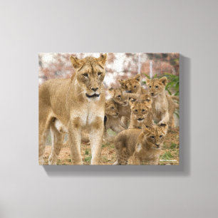 Toile Lion CUB africain avec la mère
