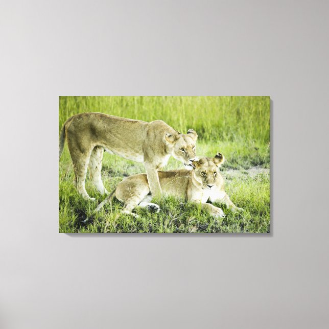 Toile Lion et lionne, Afrique (Recto)