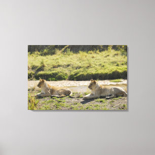 Toile lion (Panthera Lion), deux jeune lionne, masai