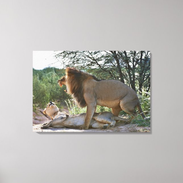 Toile lions se mariant, Panthera leo, Kgalagadi (Recto)