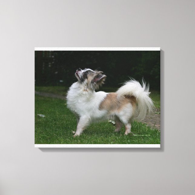 Toile Long Haired Chihuahua Regardez la caméra (Recto)
