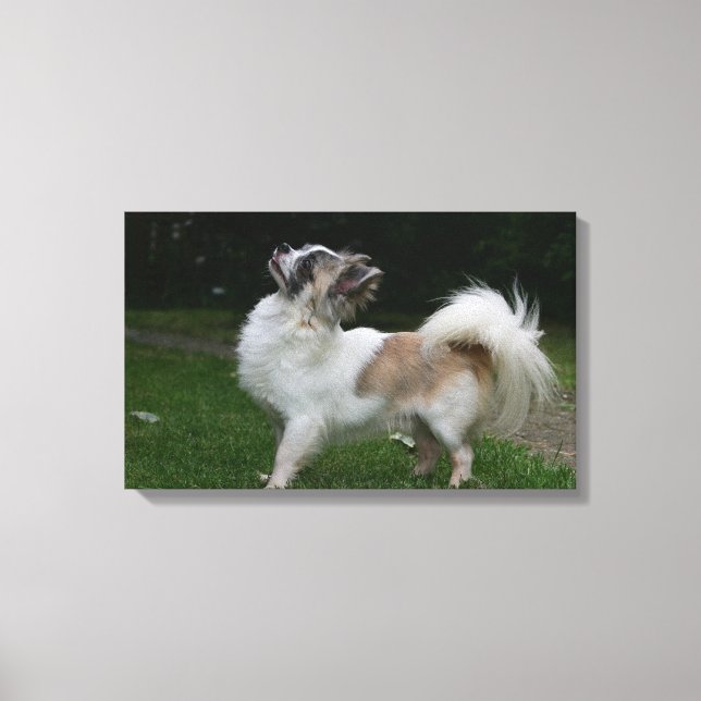 Toile Long Haired Chihuahua Regardez la caméra (Recto)