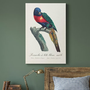 Toile Loriquet arc-en-ciel mâle, Trichoglossus moluccanu
