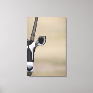 Toile L'oryx a également appelé Gemsbock, gazella