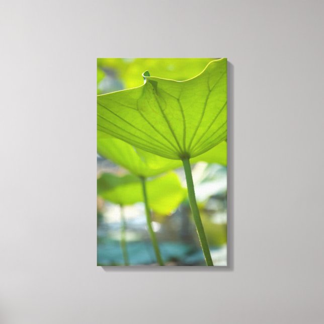 Toile Lotus (Recto)