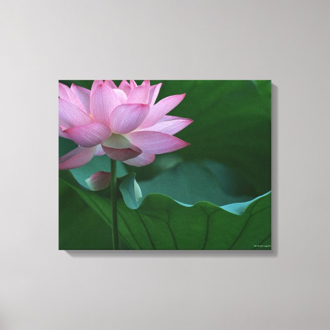 Toile Lotus (Recto)