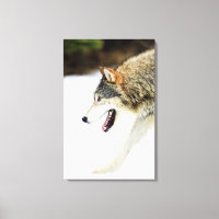 Loup à l'allure