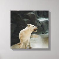 Loup blanc