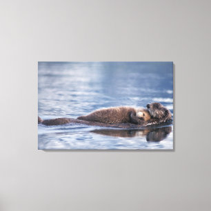 Toile loutre de mer, Enhydra lutris lutris