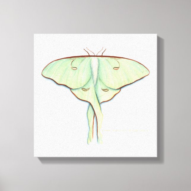 Toile Luna Moth (Recto)