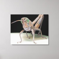 lymphome de Grasshopper