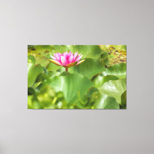 Toile Lys d'eau rose