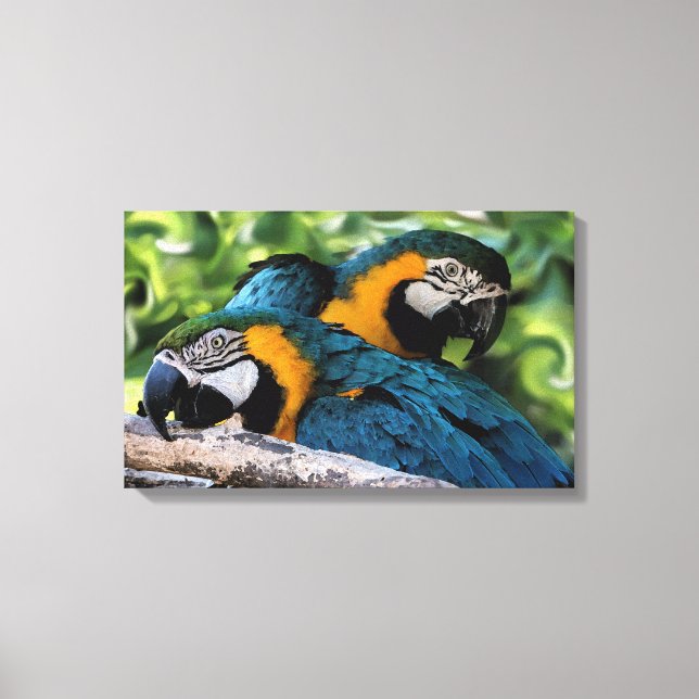 Toile Macaws (Recto)