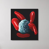 Macrophage