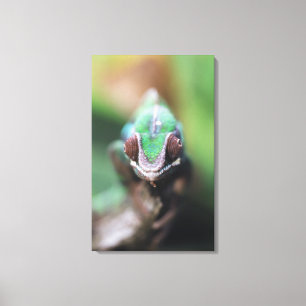 Toile Madagascar, Caméléon panthère à barre rouge