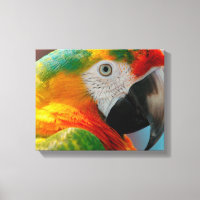 Magnifique Macaw