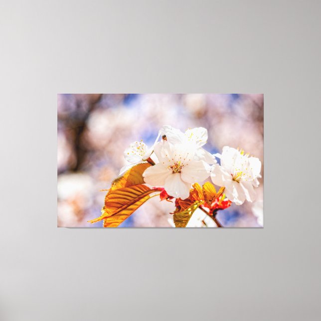 Toile Magnifiques fleurs de cerisier sous un jour ensole (Recto)