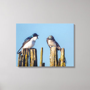 Toile Male et femelle Tree Swallow