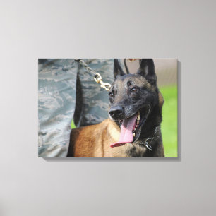 Toile Malinois belges souriants