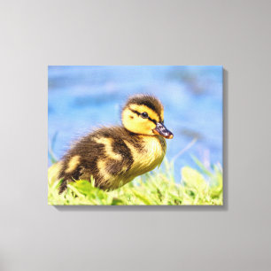Toile Mallard Duckling