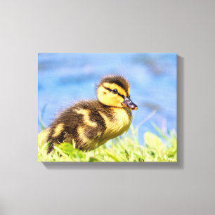 Toile Mallard Duckling