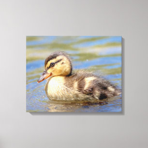Toile Mallard Duckling