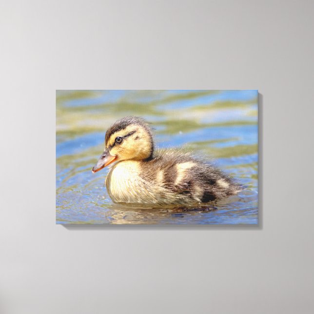Toile Mallard Duckling (Recto)