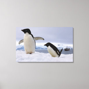 Toile Manchots Adélie Antarctique