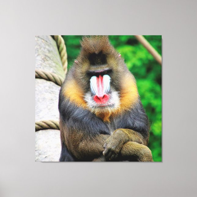 Toile Mandrill 001 (Recto)