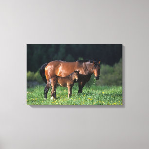 Toile Mare et Foie de Thoroughbred 1