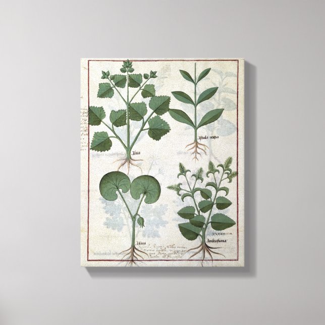 Toile Marshmallow & Hastula Regia Asarabacca & (Recto)