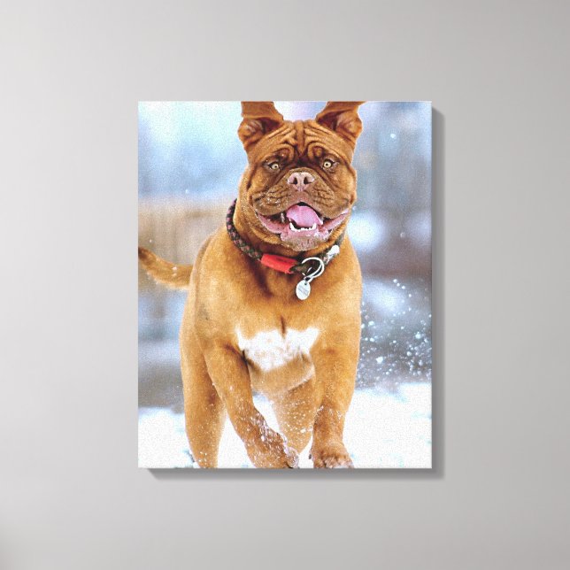 Toile Mastiff (Recto)