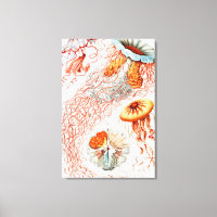 Méduse, Discomedusae par Ernst Haeckel