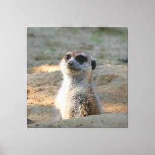 Toile Meerkat 004