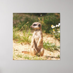 Toile Meerkat_005
