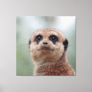 Toile Meerkat 020